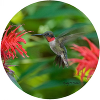 Jar Opener Hummingbird