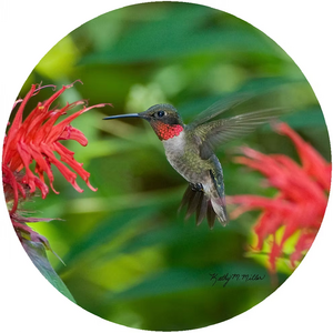 Jar Opener Hummingbird