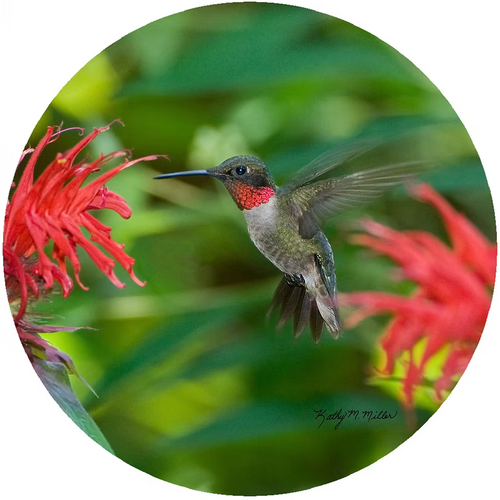 Jar Opener Hummingbird