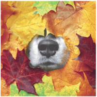 Napkin Lunch Paper Furry Leaf