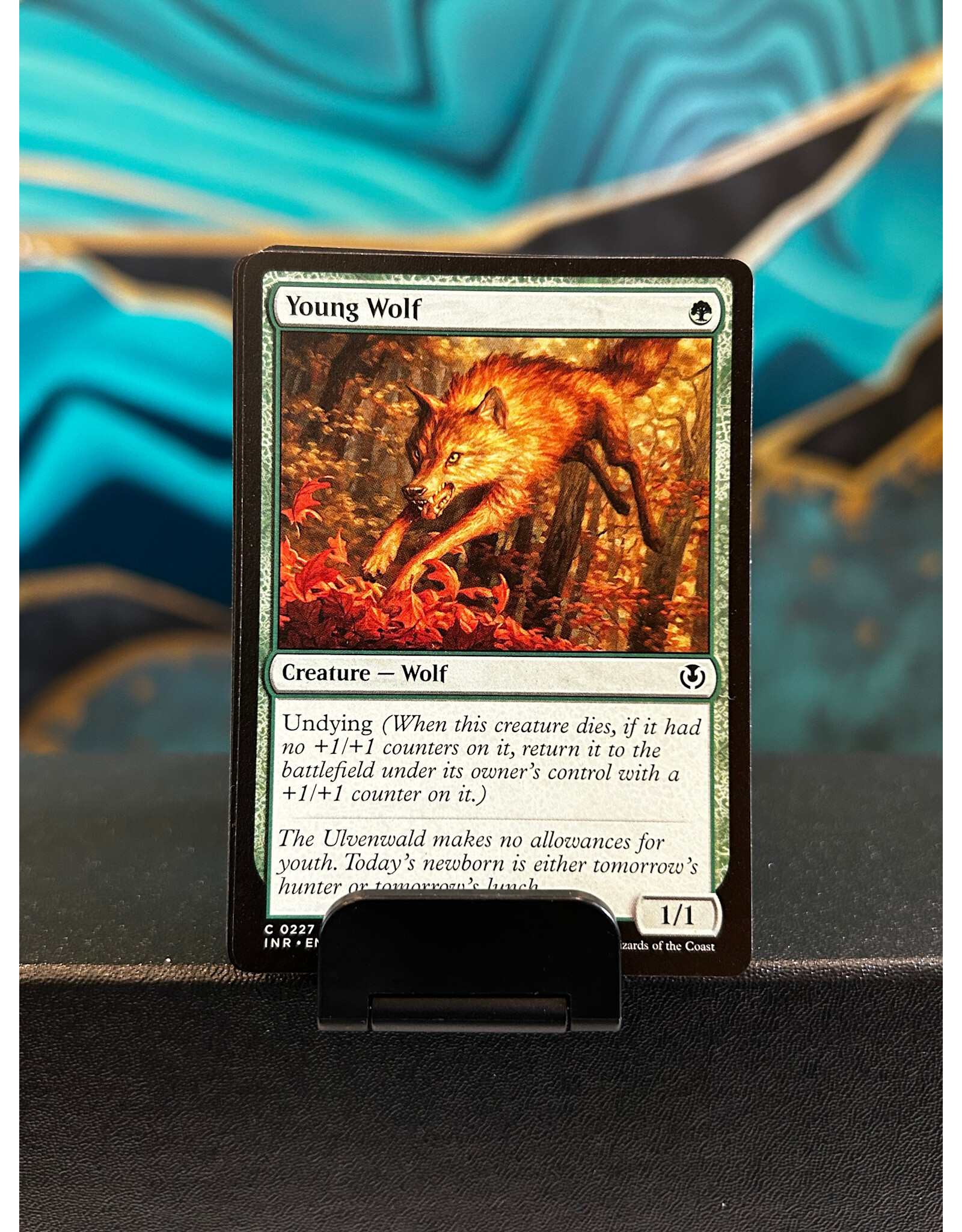 Young Wolf  (INR)