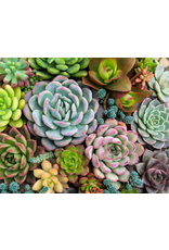 Pink Picasso Kits Sensitive Succulents Pink Picasso Kits Sensitive Succulents