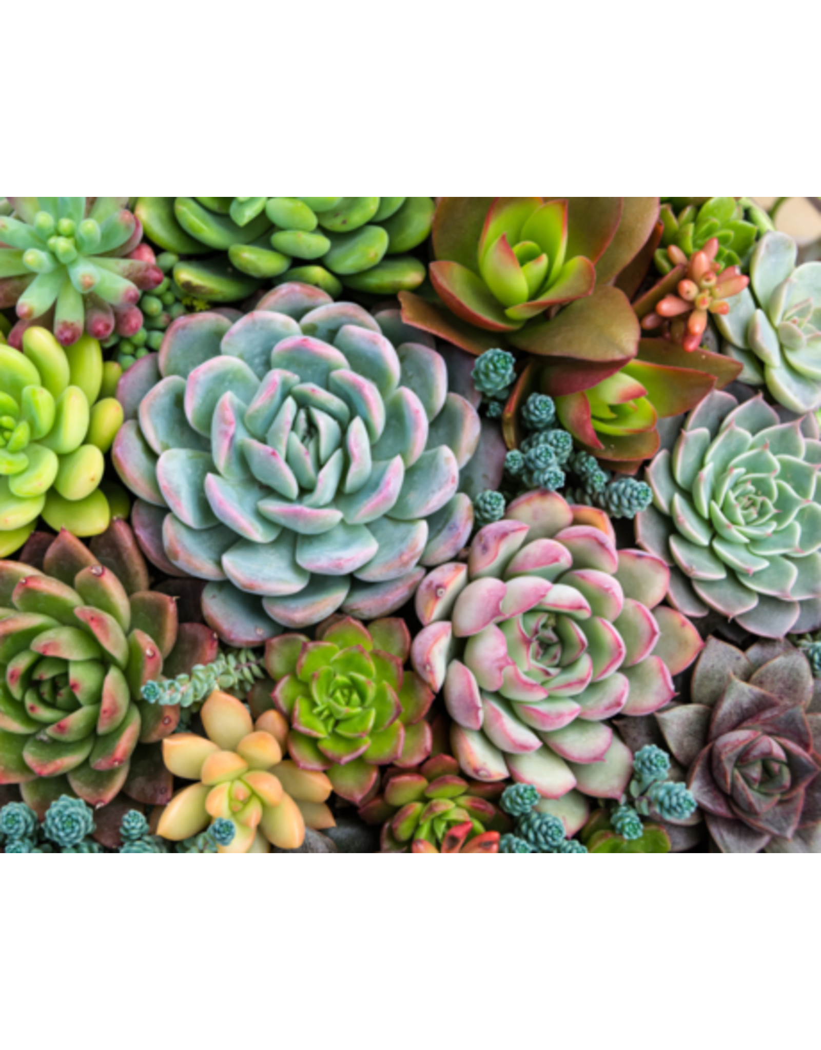 Pink Picasso Kits Sensitive Succulents
