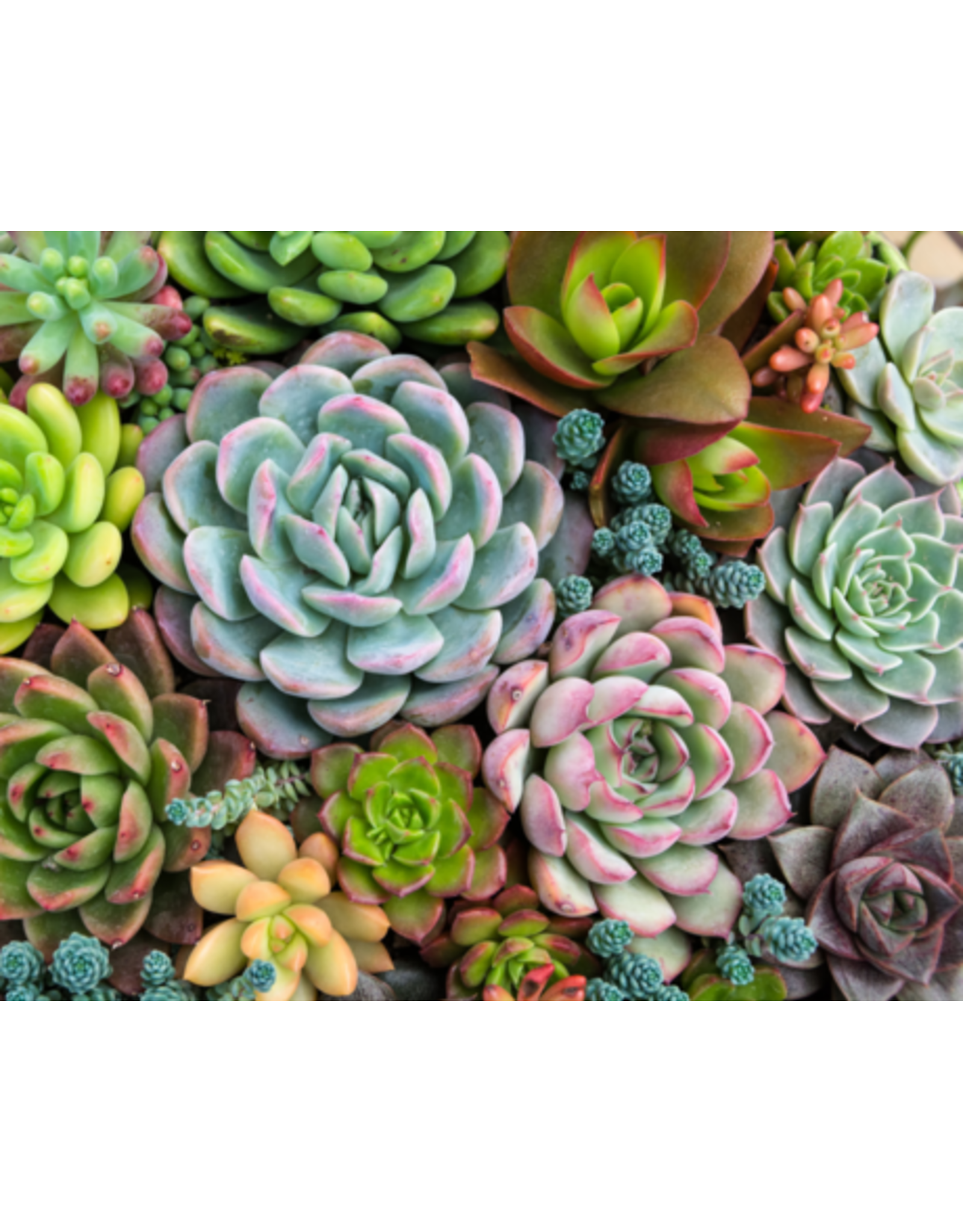 Sensitive Succulents