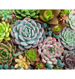 Pink Picasso Kits Sensitive Succulents