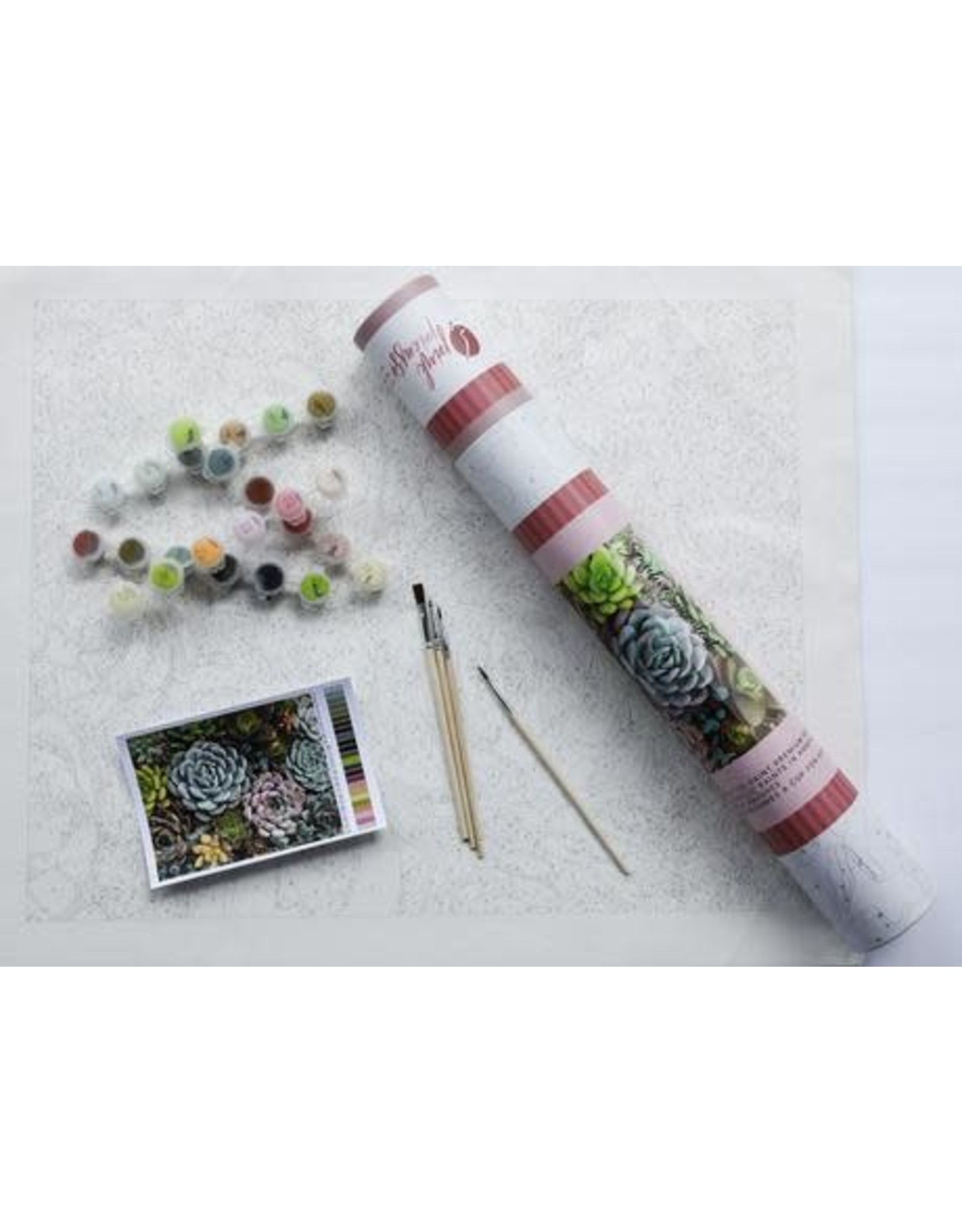 Pink Picasso Kits Sensitive Succulents