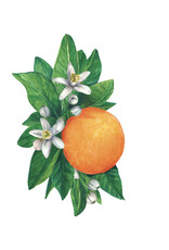Hester & Cook Orange Blossom Table Accents