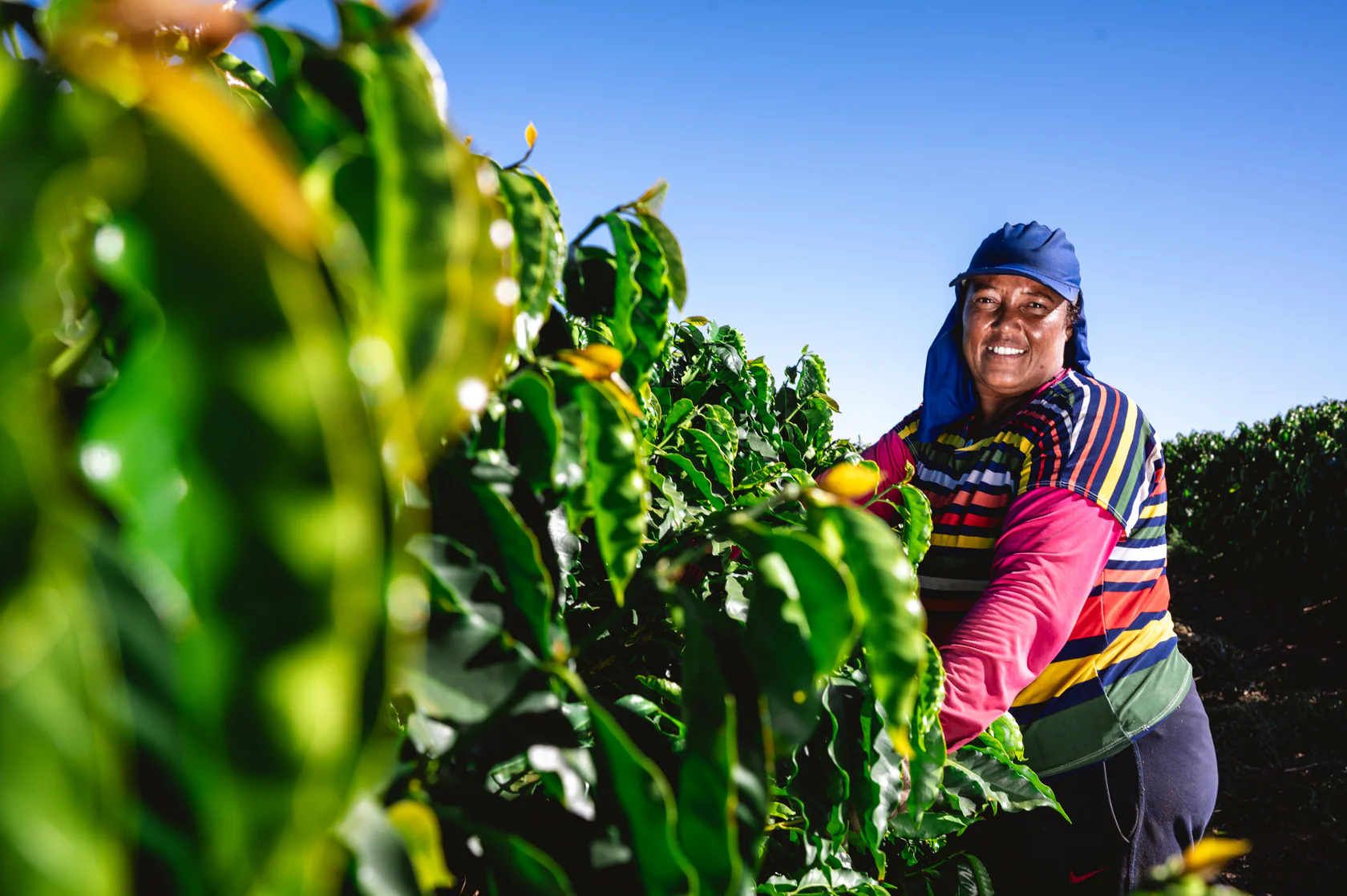 Brazil Campo Das Vertentes Coffee 12oz