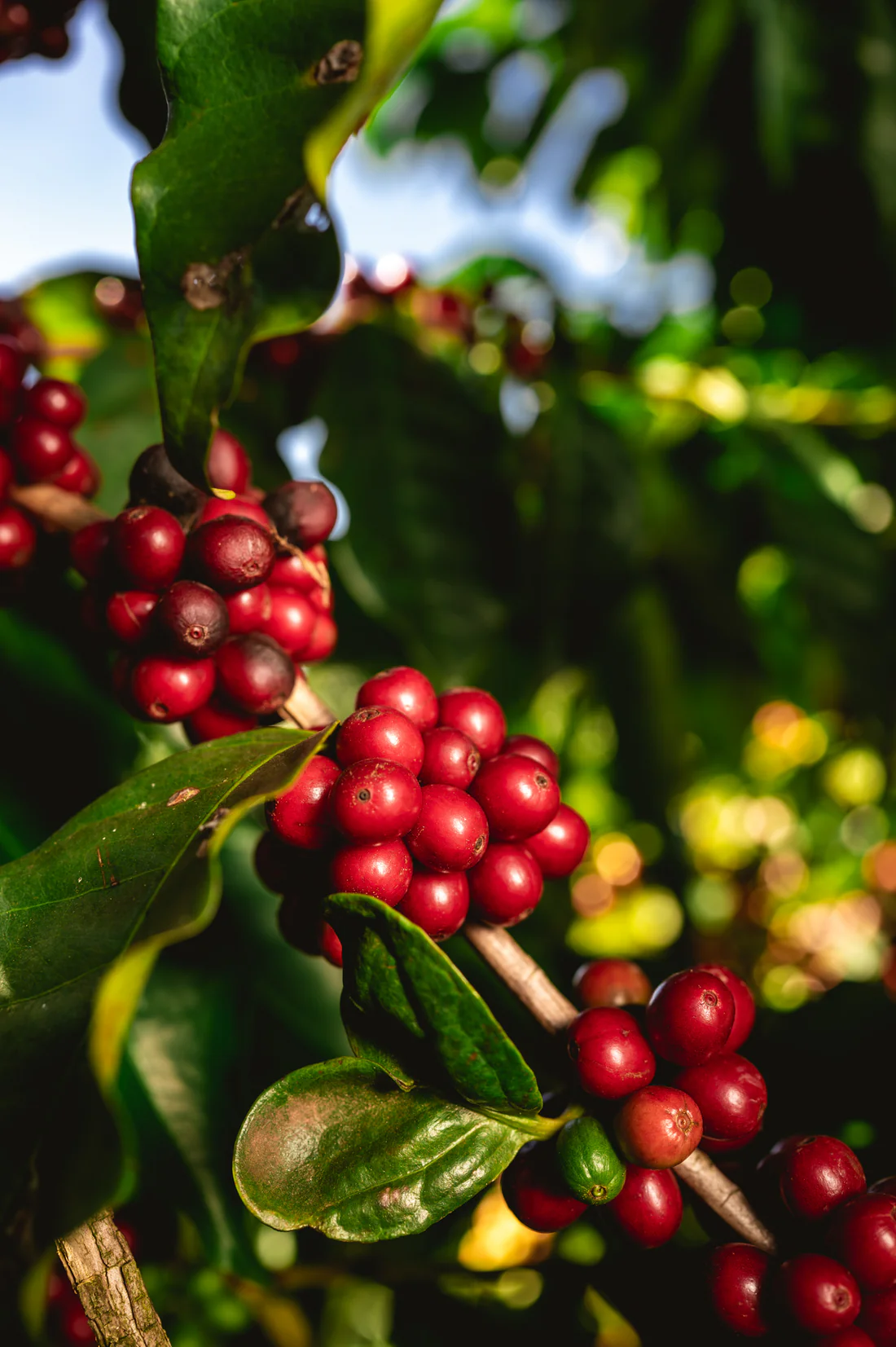 Brazil Campo Das Vertentes Coffee 12oz