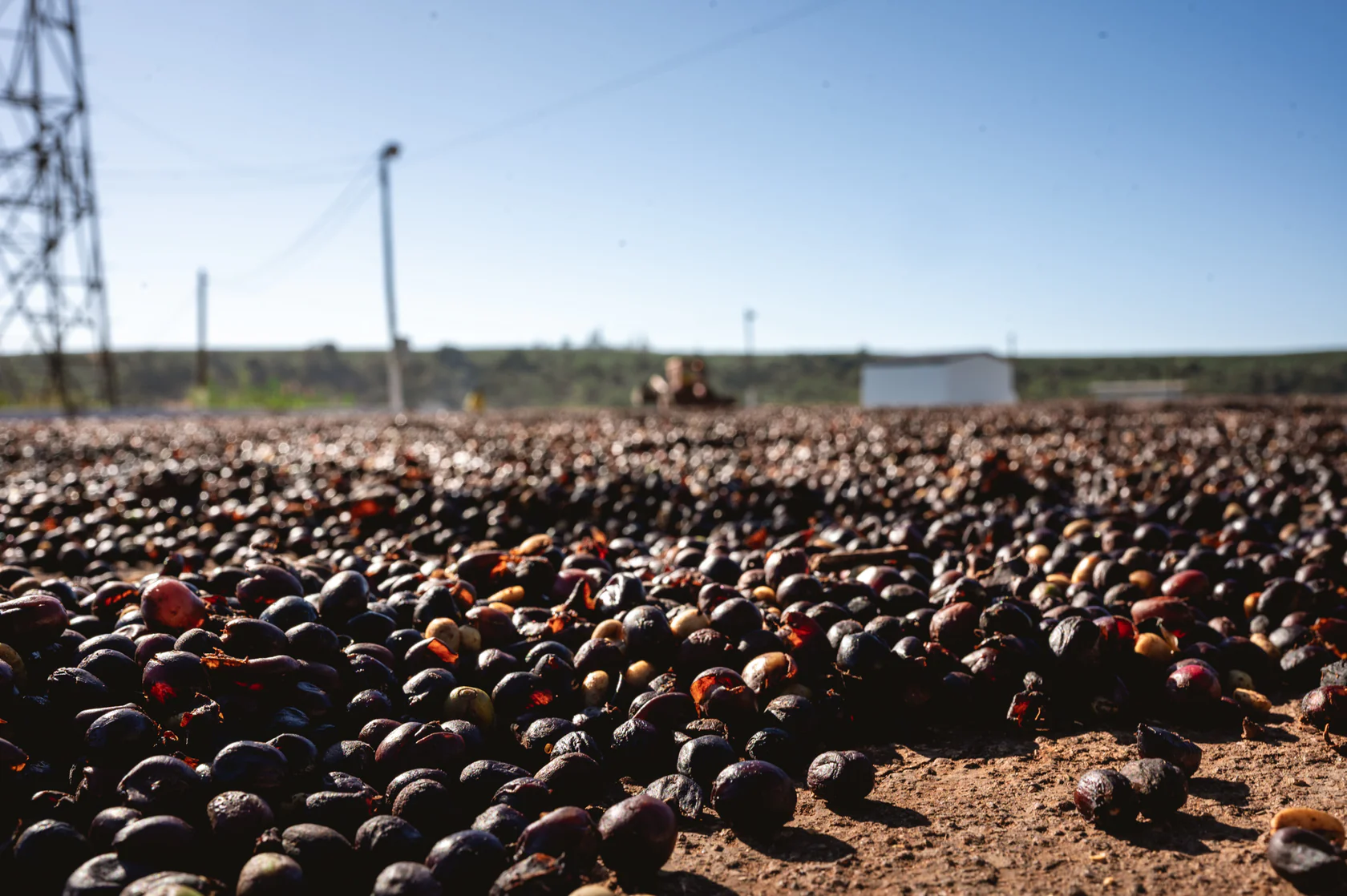 Brazil Campo Das Vertentes Coffee 12oz