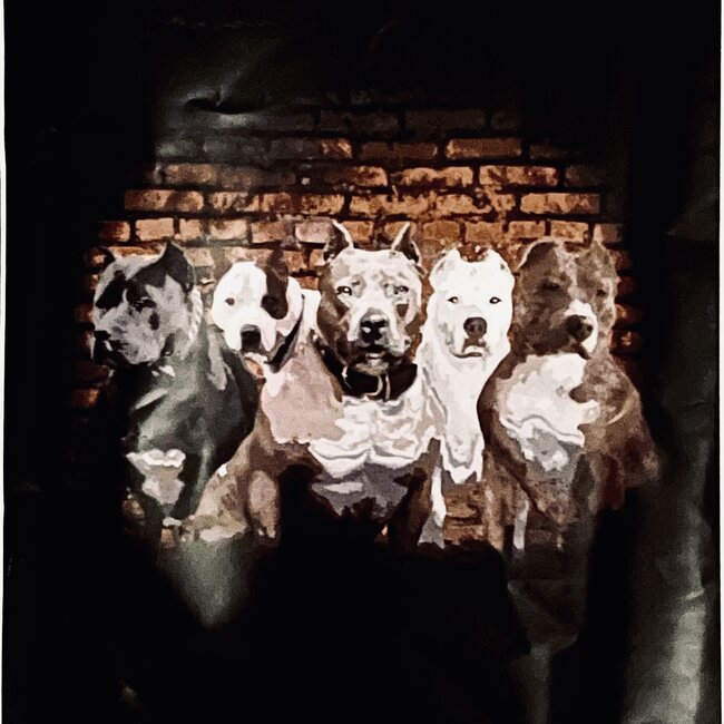 SOFARI COLLECTION PITBULL LUXARY BLANKET QUEEN