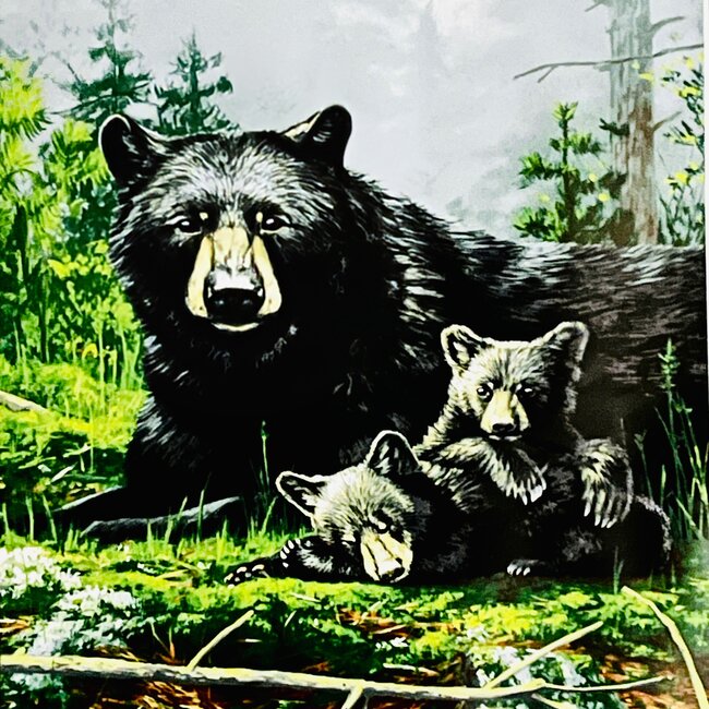 SOFARI COLLECTION BEAR LUXARY BLANKET QUEEN