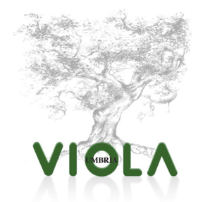 Viola