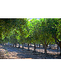 "Mandranova" EVOO Nocellara del Belice Sicily 6/500ml^