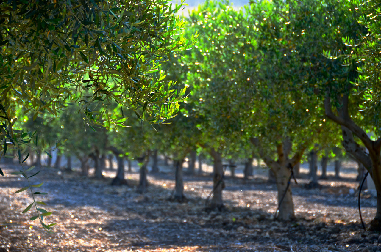 "Mandranova" EVOO Nocellara del Belice Sicily 6/500ml^