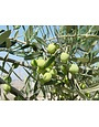 "Mandranova" EVOO Nocellara del Belice Sicily 6/500ml^