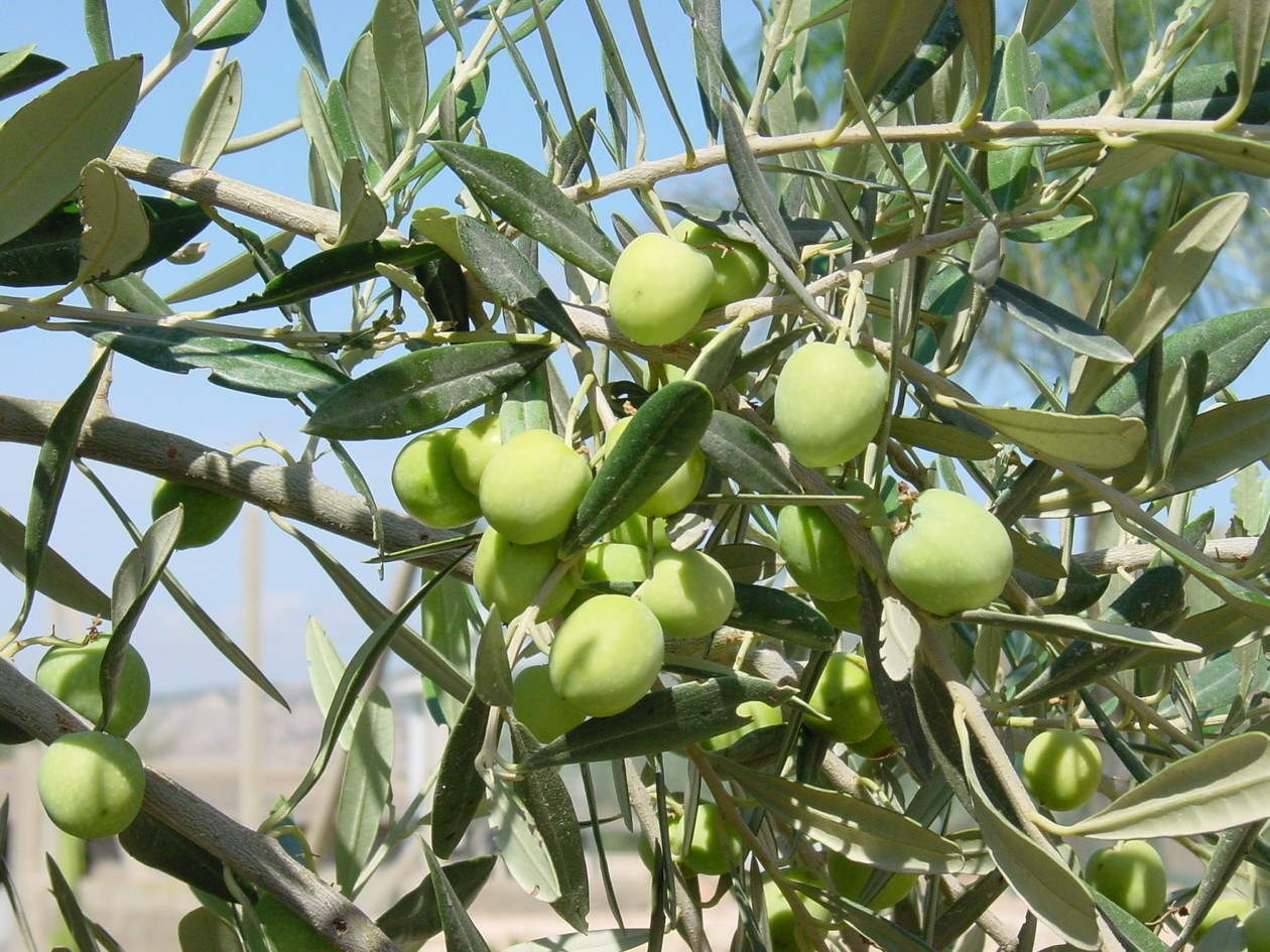 "Mandranova" EVOO Nocellara del Belice, Sicily 500ml