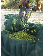"Mandranova" EVOO Nocellara del Belice, Sicily 500ml