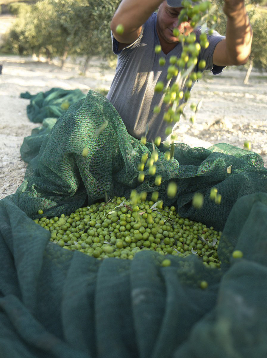 "Mandranova" EVOO Nocellara del Belice, Sicily 500ml
