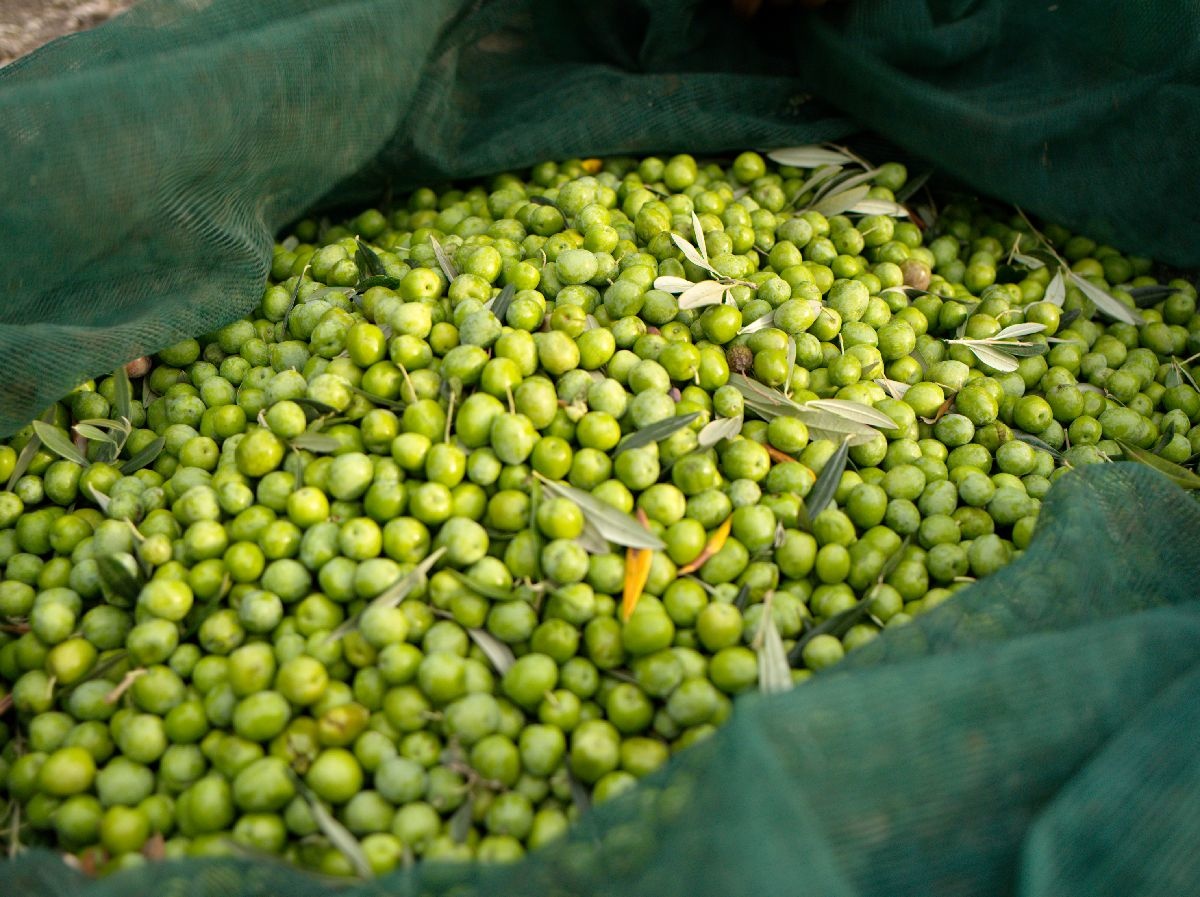 "Mandranova" EVOO Nocellara del Belice, Sicily 500ml