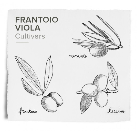 Viola Il Sincero  Huile Olive Extra Vierge - EVOO 500ml