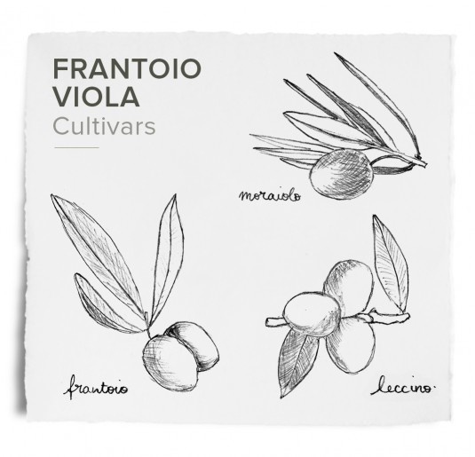 Viola "Viola" Il Sincero EVOO Monocultivar Moraiolo Umbria 6/500ml^^