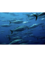 Testa Conserve "Testa" Bluefin Tuna Belly "Ventresca" in Organic sunflower oil 4/620g