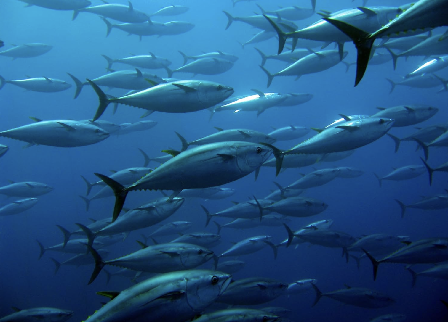 Testa Conserve "Testa" Bluefin Tuna Belly "Ventresca" in Organic sunflower oil 4/620g