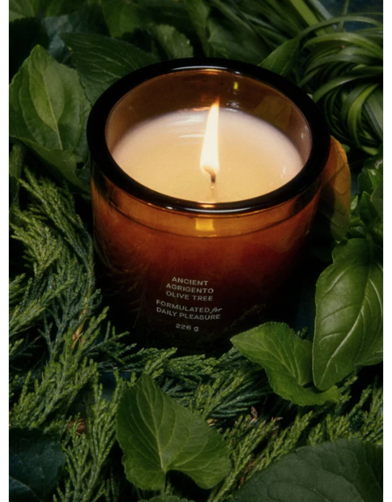 FLAMINGO ESTATE ANCIENT AGRIGENTO OLIVE TREE CANDLE
