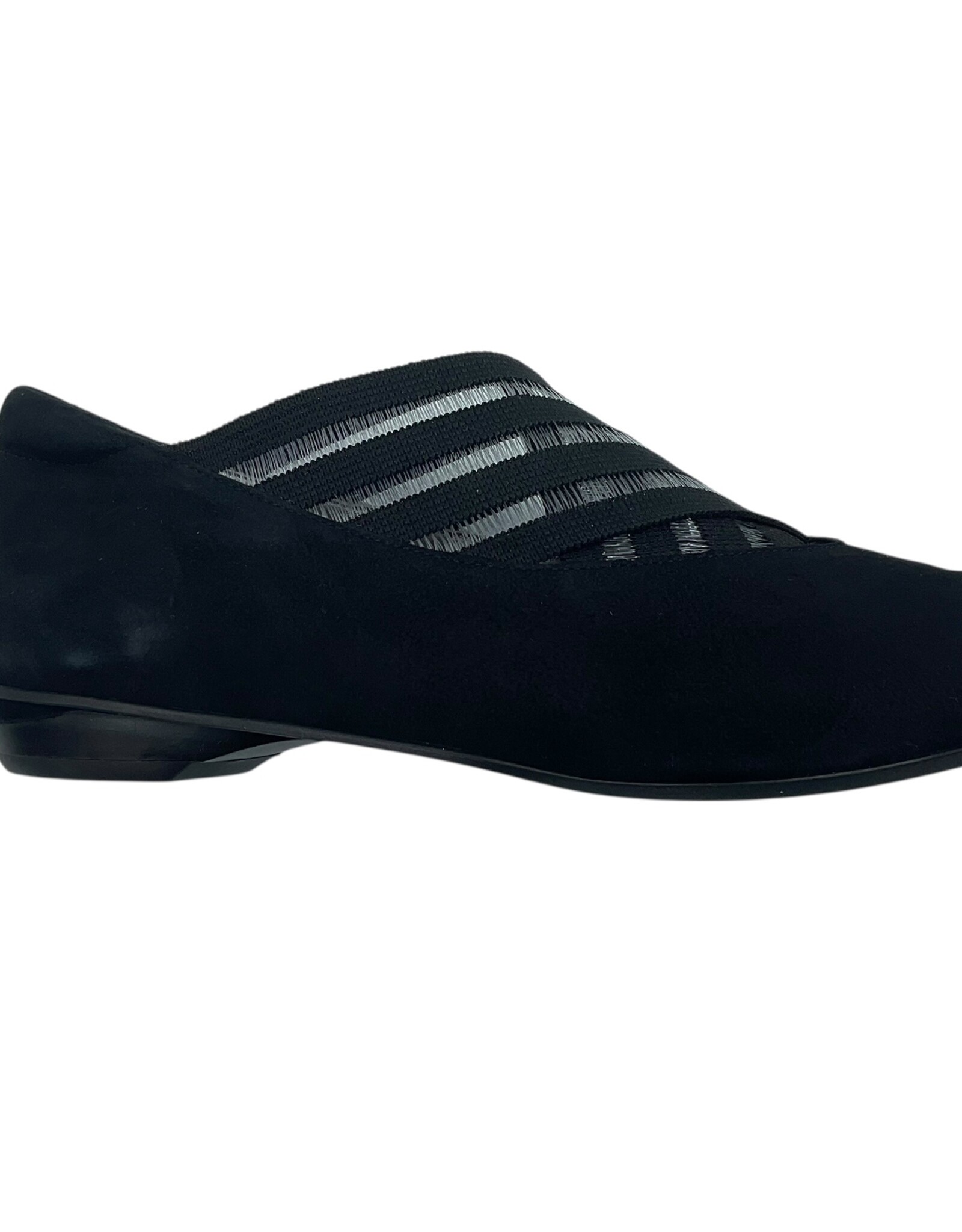 BELLA CAMELIA  20.03.10