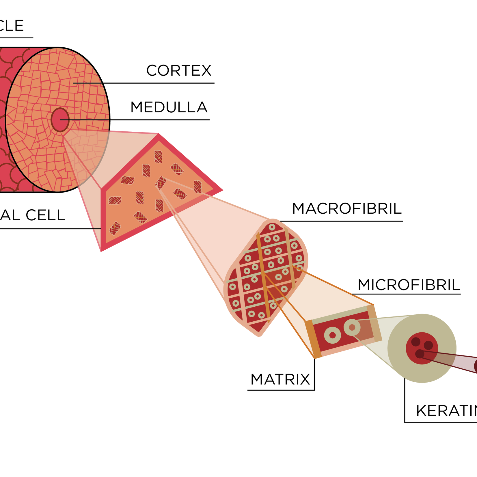 ARL Hair Tissue Mineral Analysis