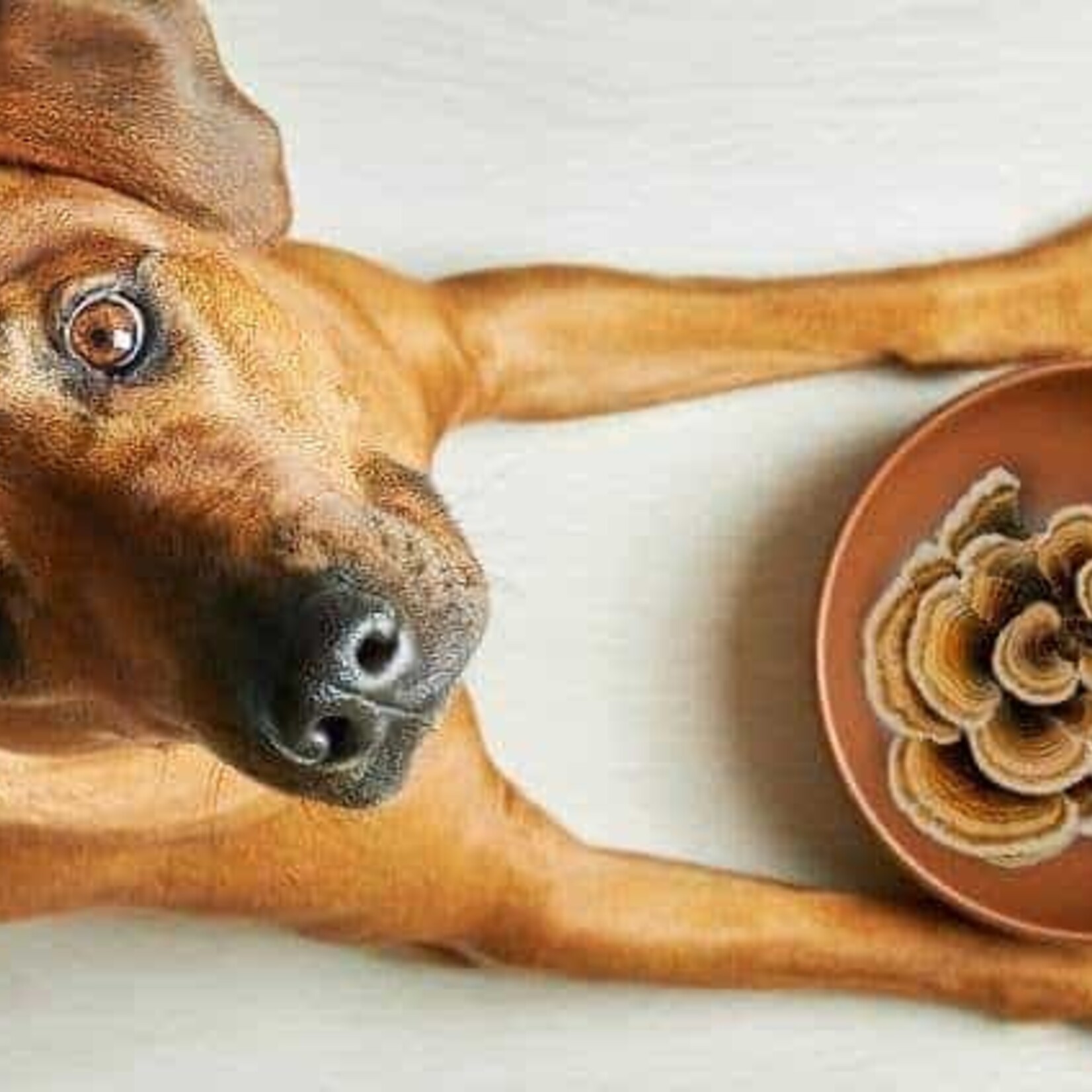 Real Mushrooms Turkey Tail Extract for your Pets 90C