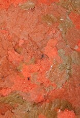 Omega One Food OMEGA ONE Cichlid Flakes