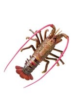 AquaTop AQUATOP Spiny Lobster