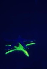 AquaTop AQUATOP Sea Star 3 Pack