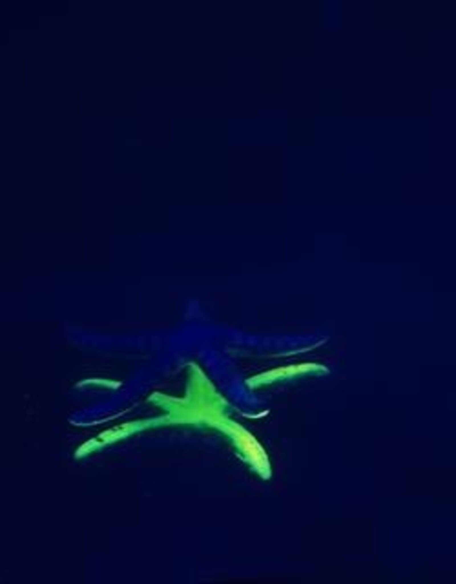 AquaTop AQUATOP Sea Star 3 Pack