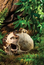 Exo Terra EXO TERRA Terrarium Decor Primate Skull