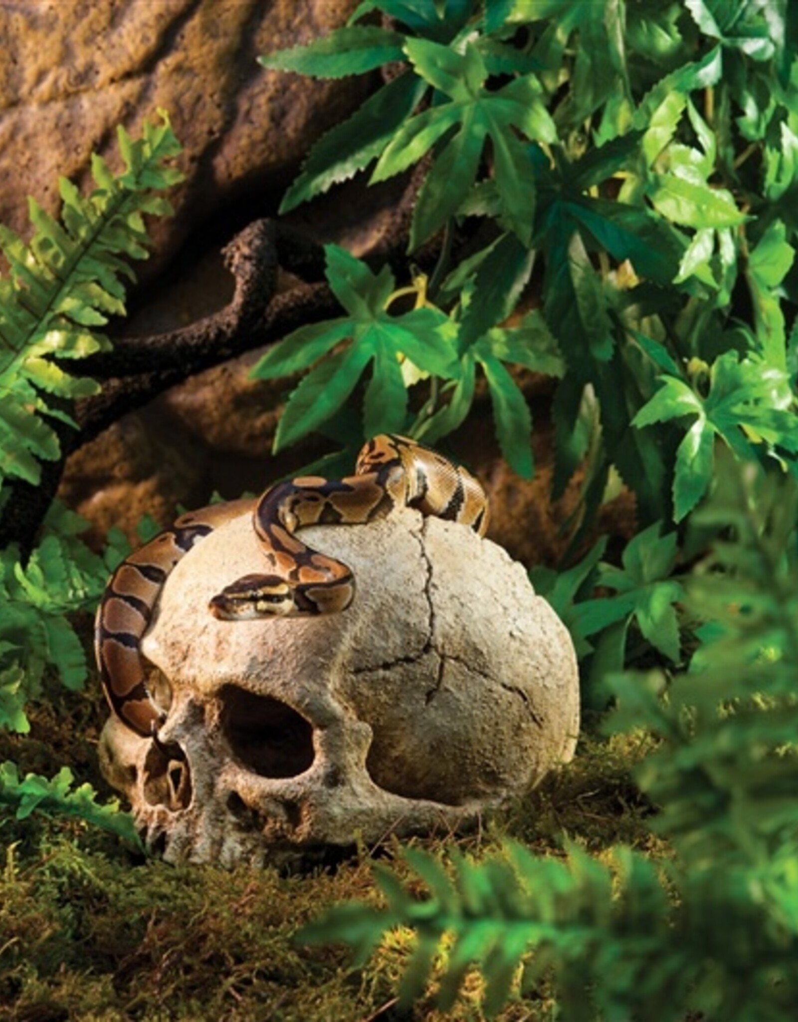 Exo Terra EXO TERRA Terrarium Decor Primate Skull