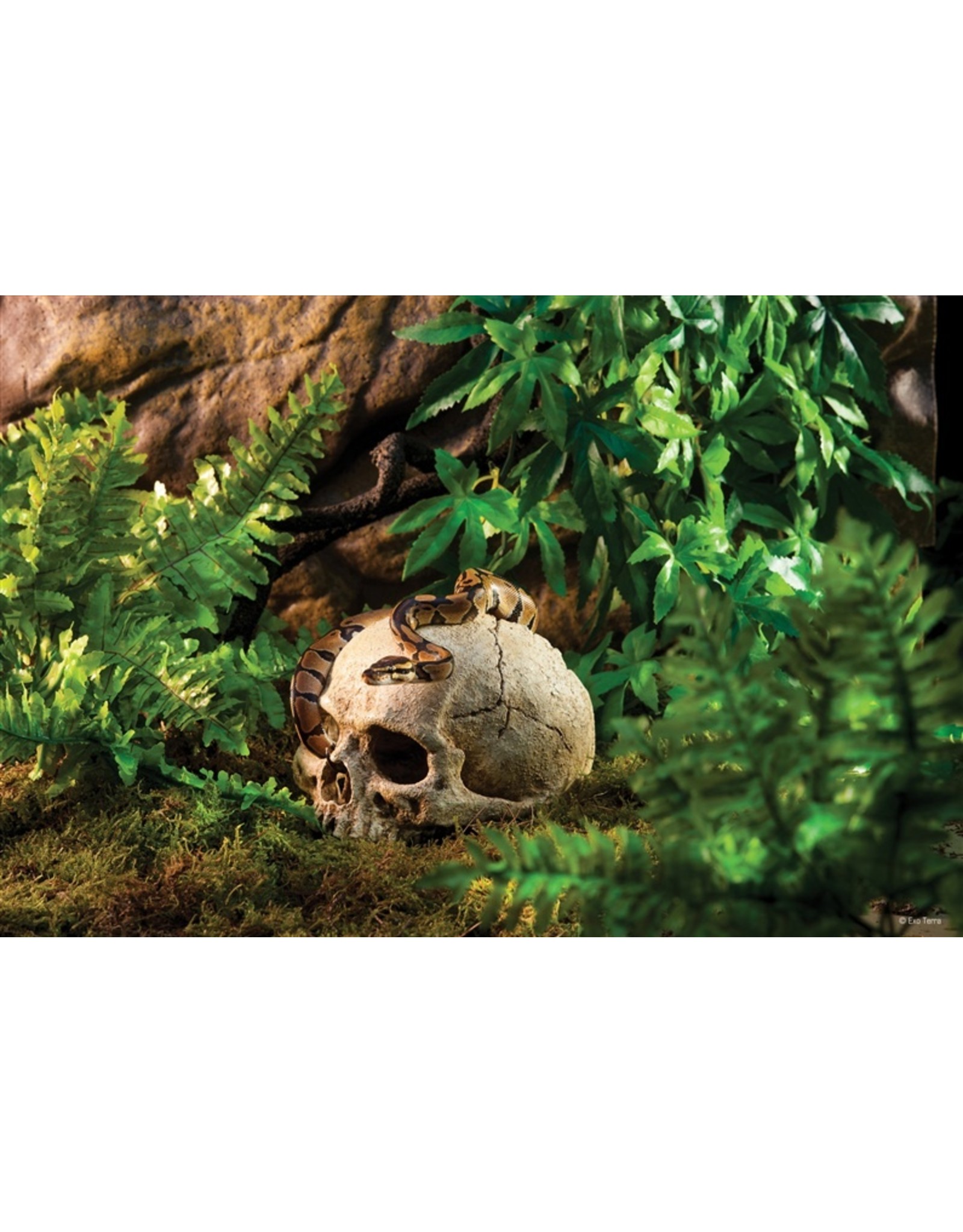 Exo Terra EXO TERRA Terrarium Decor Primate Skull