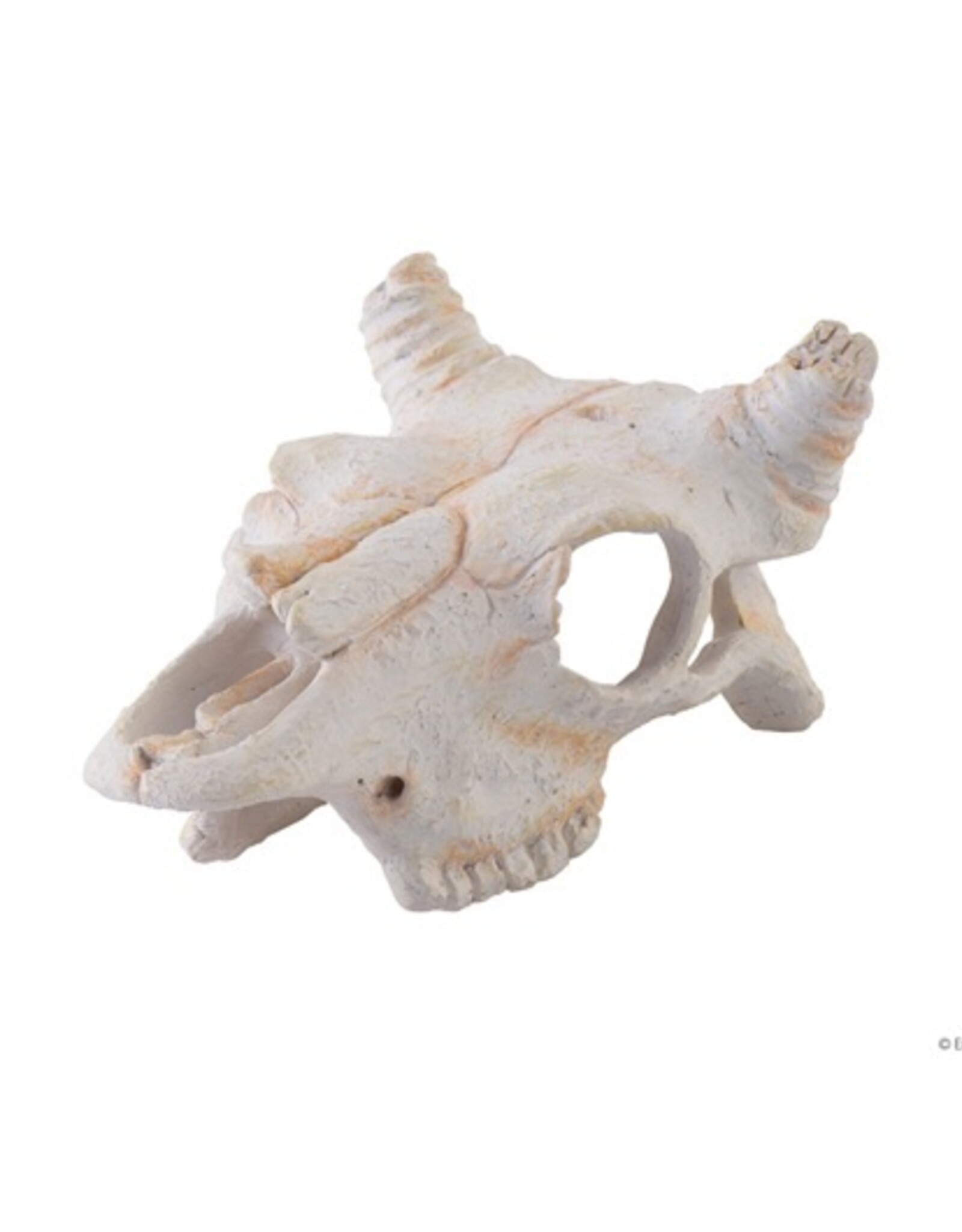 Exo Terra EXO TERRA Terrarium Decor Buffalo Skull