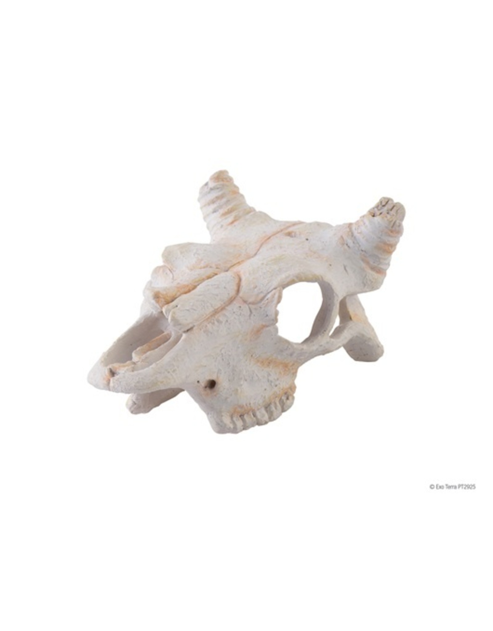 Exo Terra EXO TERRA Terrarium Decor Buffalo Skull