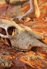 Exo Terra EXO TERRA Terrarium Decor Buffalo Skull