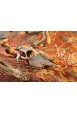 Exo Terra EXO TERRA Terrarium Decor Buffalo Skull