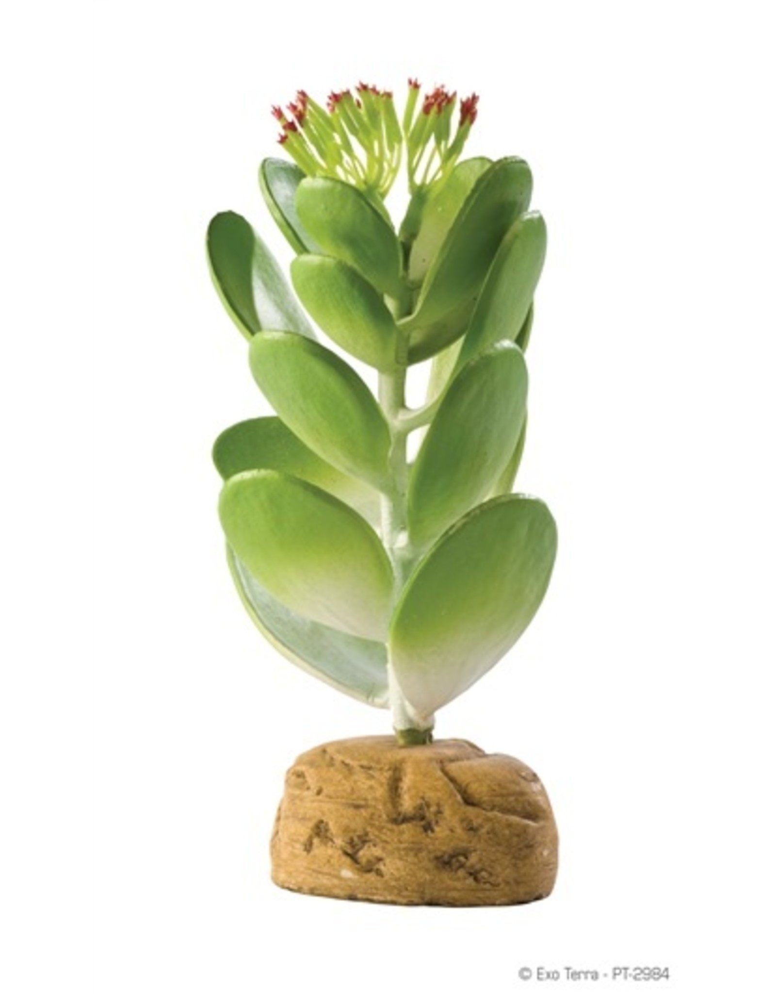 Exo Terra EXO TERRA Jade Cactus