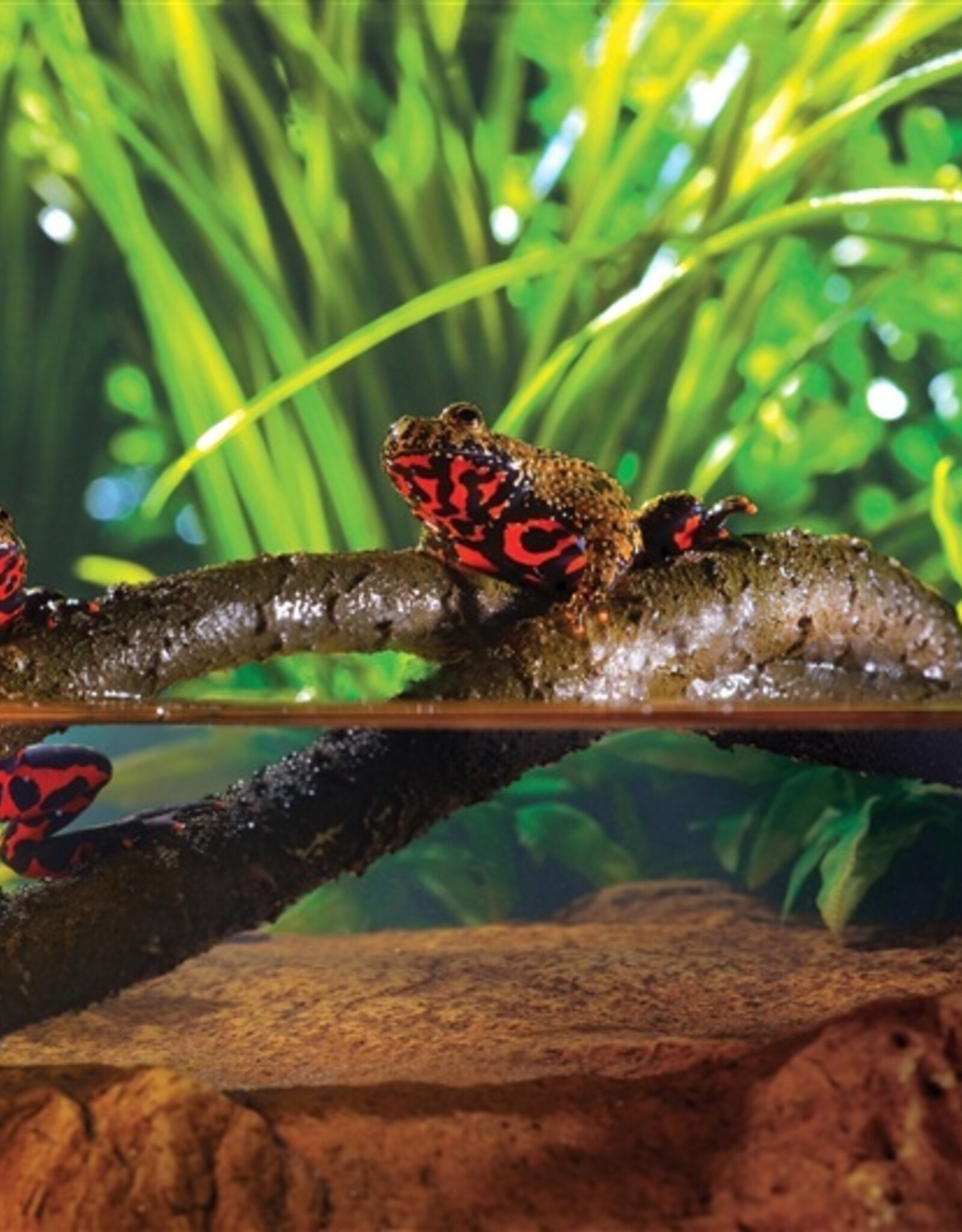 Exo Terra EXO TERRA Jungle Bendable Vine 6ft