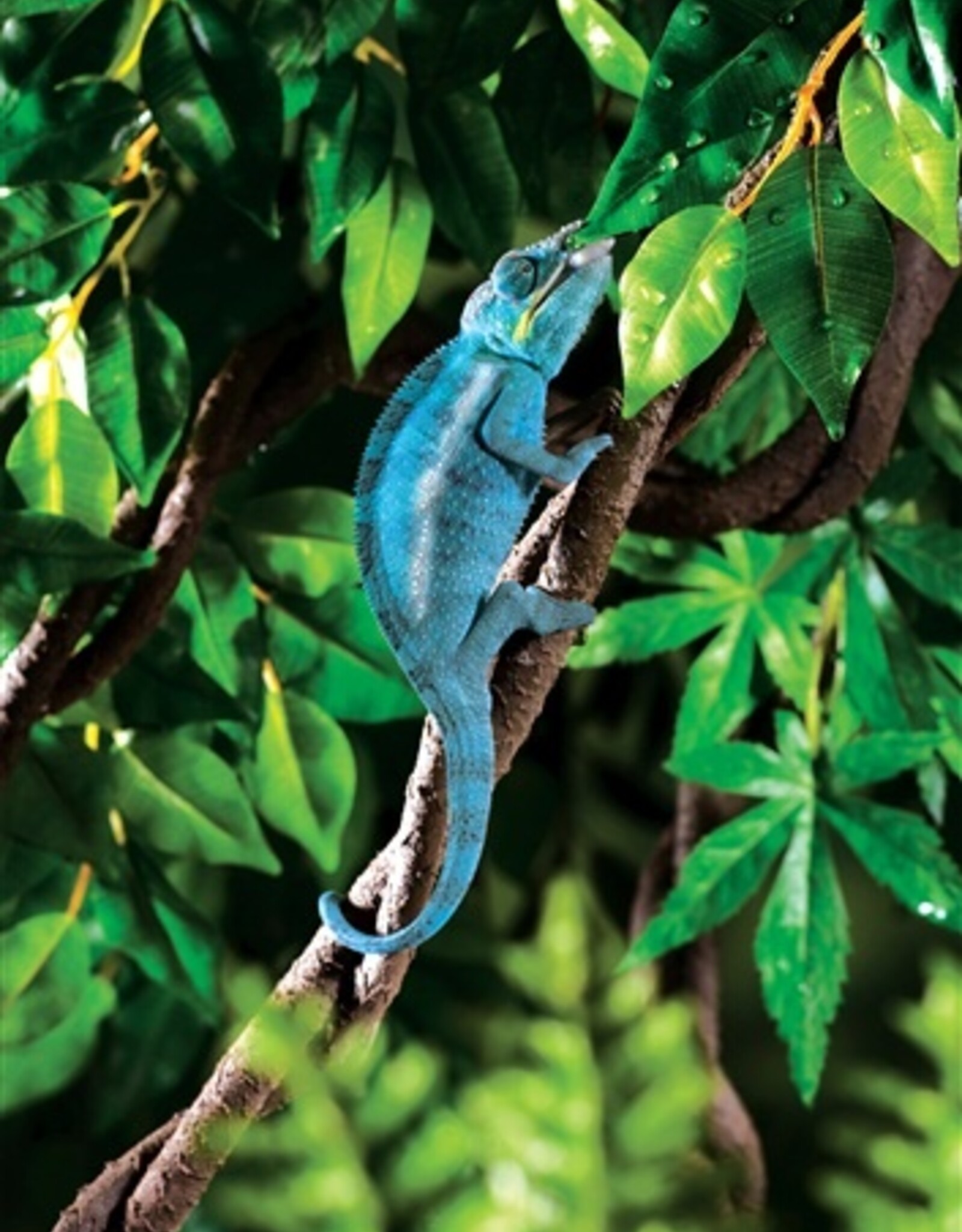 Exo Terra EXO TERRA Jungle Bendable Vine 6ft