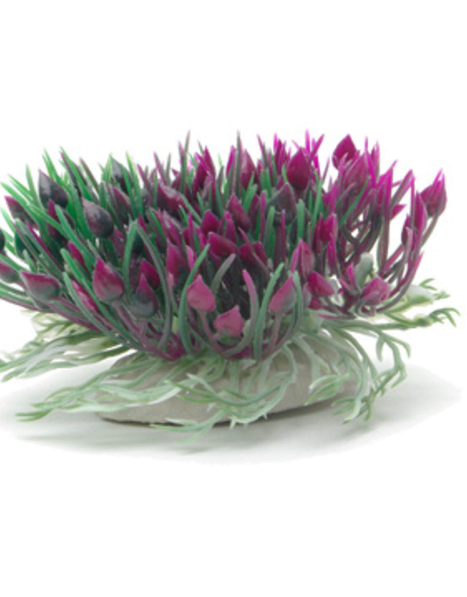 Marina MARINA Betta Ornament Purple Hearts Shrub