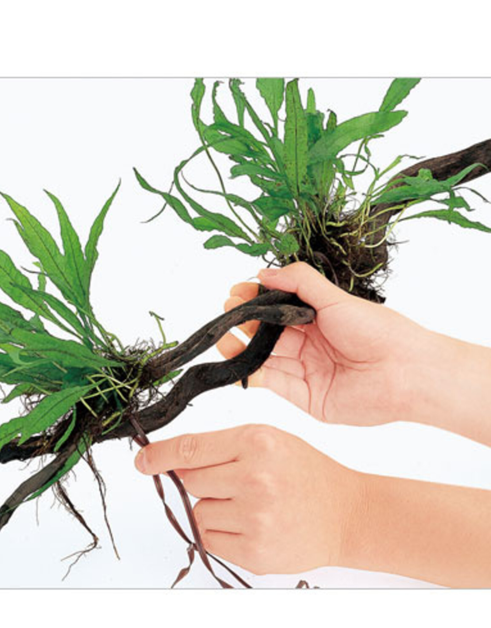 ADA ADA Wood Tight 10m