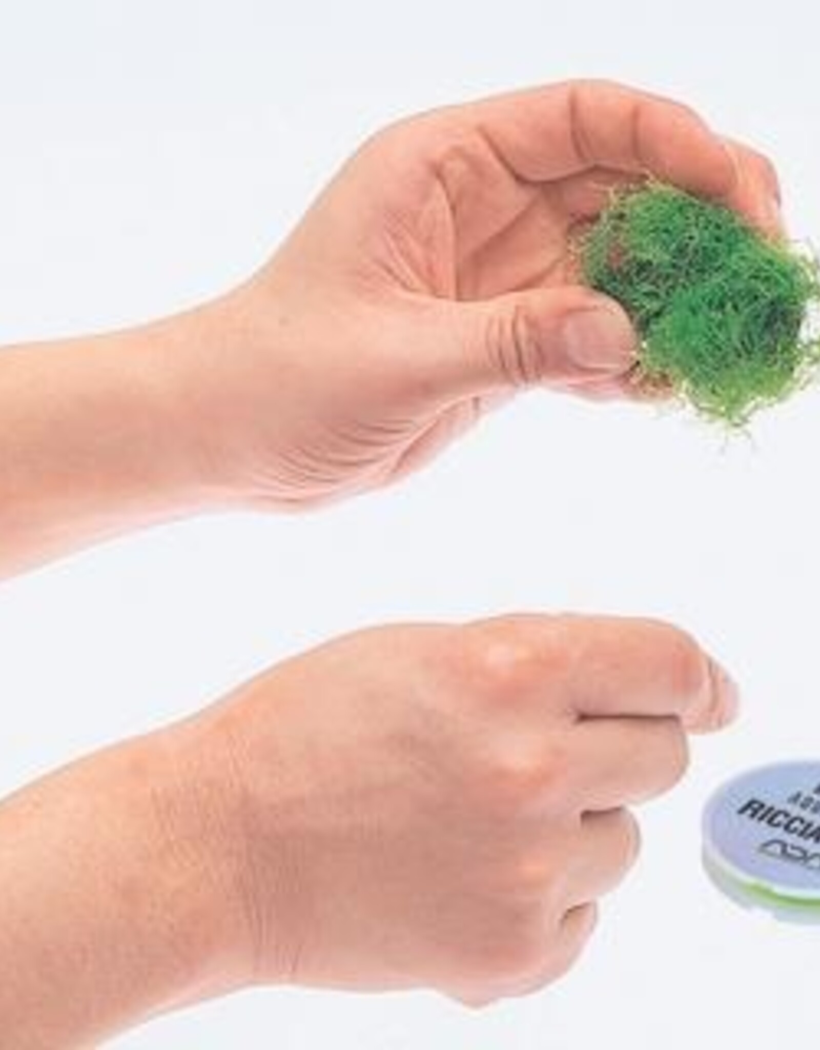 ADA ADA Riccia Line 50m