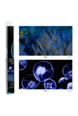 Tetra TETRA Glofish Reversible Backgrounds Jellyfish/Sea Anemone 10 Gal